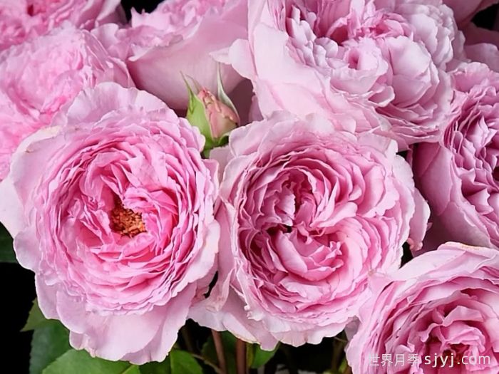 伊芙马蒂诺风琴月季/奥尔冈蒂诺Organtino(图2)