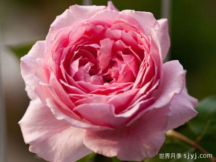 伊芙马蒂诺风琴月季/奥尔冈蒂诺Organtino(图3)