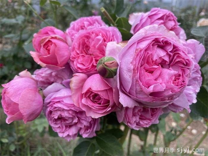 伊芙米欧拉月季Yves Miora(图2)