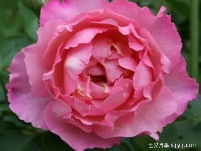 伊芙三号月季/伊芙夏娃月季Yves No3(图1)