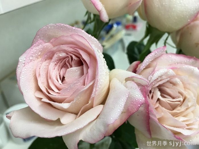 伊芙沙漠玫瑰月季(图1)