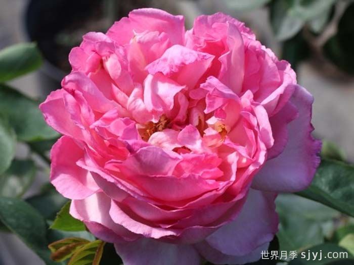 伊芙五号月季Yves No5(图1)