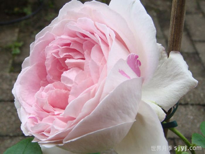 伊芙雪伯爵月季/伊芙雪吻月季Snow Piaget(图2)