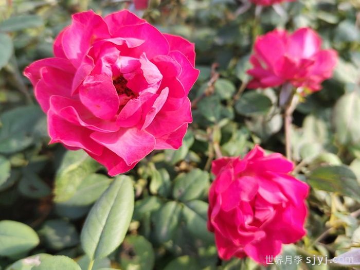 樱桃伯尼卡月季/美丽樱桃月季Cherry Bonica(图4)