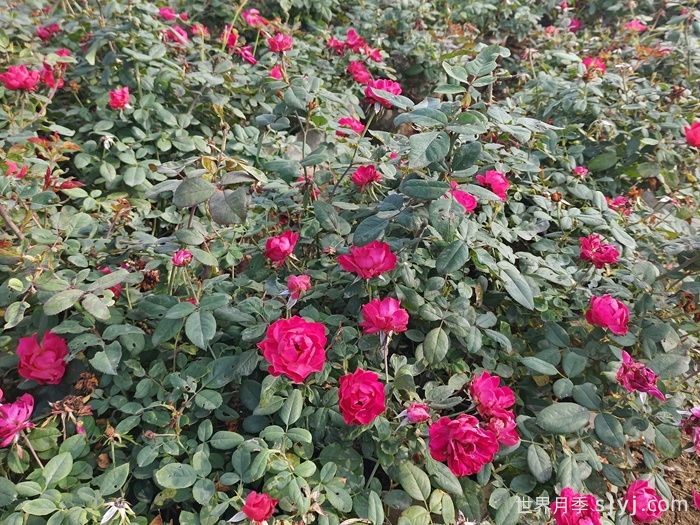 樱桃伯尼卡月季/美丽樱桃月季Cherry Bonica(图5)