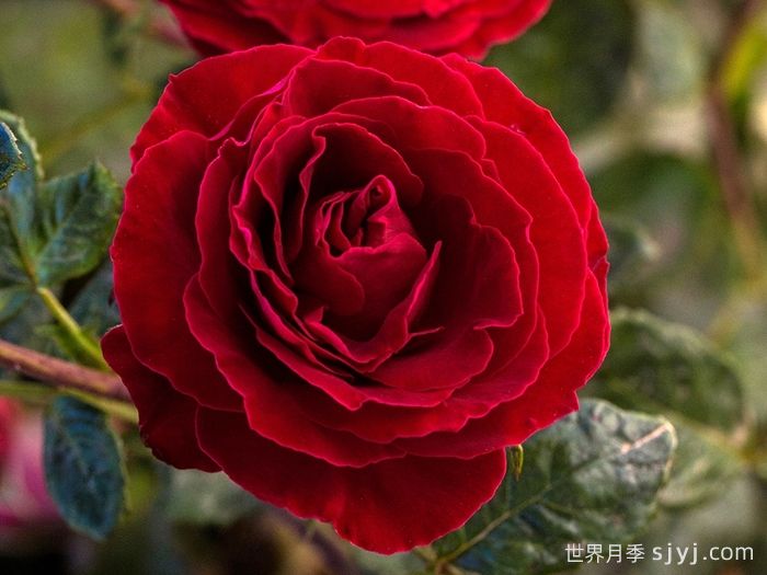 樱桃提尼酒月季Cherrytini(图2)