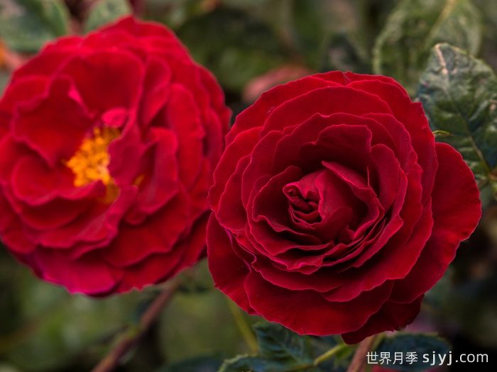 樱桃提尼酒月季Cherrytini(图3)