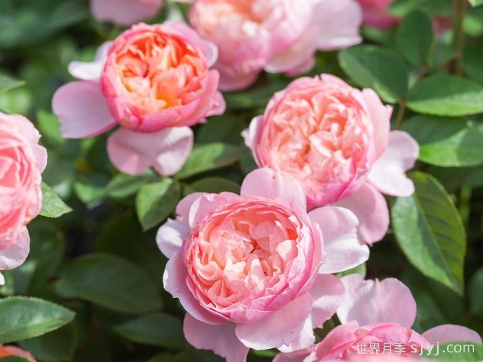 盈盈粉月季(图2)