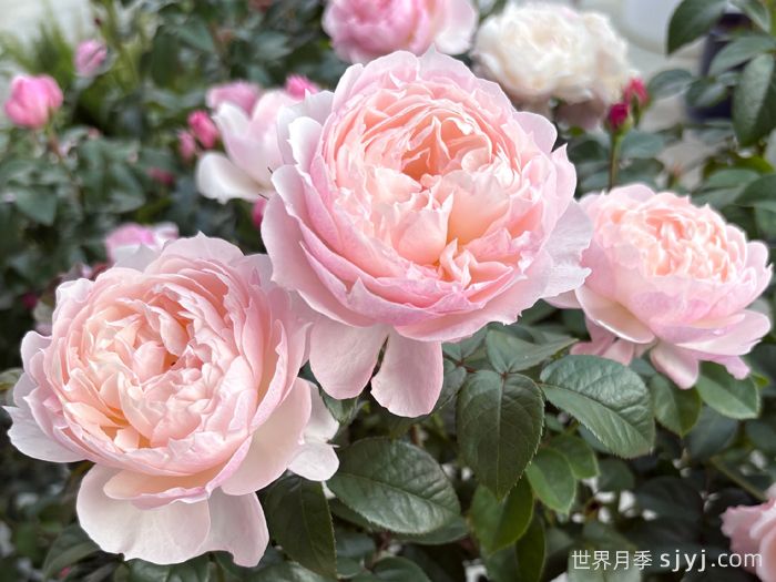 盈盈粉月季(图3)