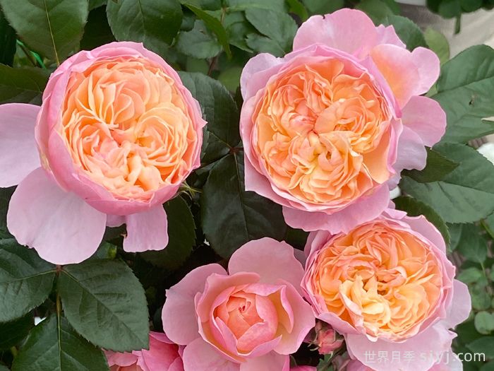 盈盈粉月季(图4)