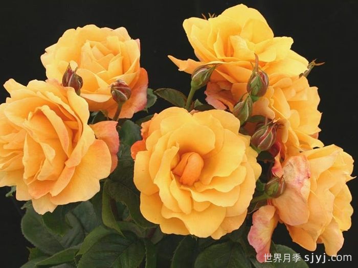 尤瑞卡月季/尤里卡/黄金魔力/发现(玫昂)Eureka(图2)