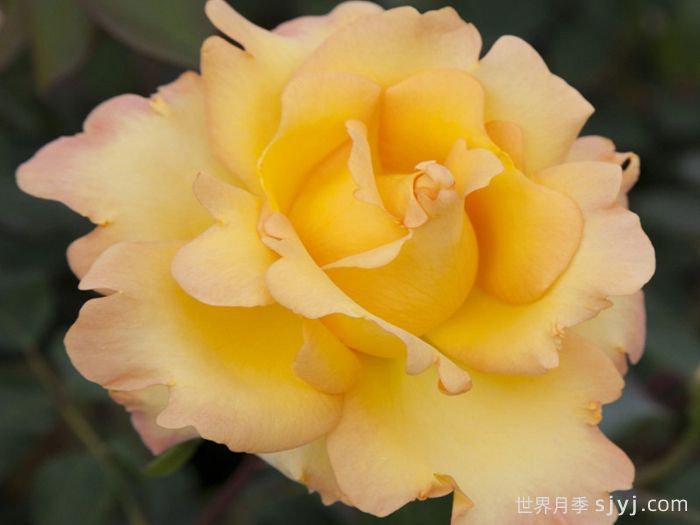 尤瑞卡月季/尤里卡/黄金魔力/发现(玫昂)Eureka(图3)