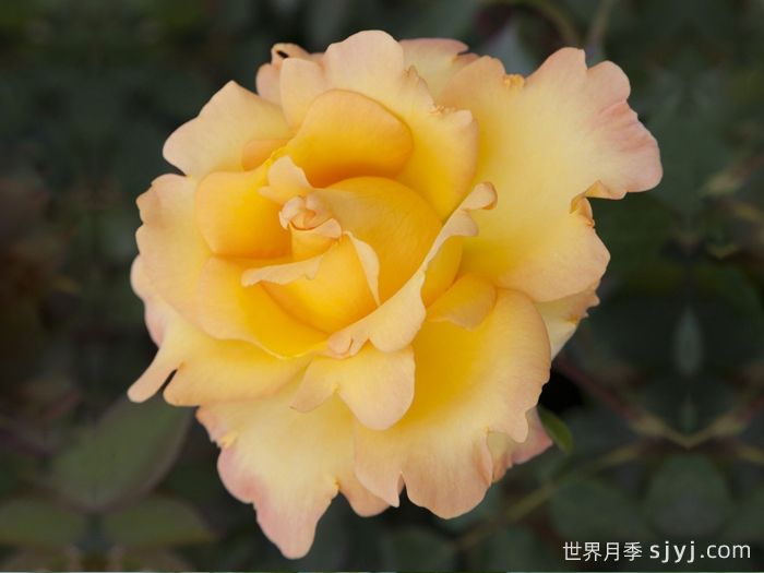 尤瑞卡月季/尤里卡/黄金魔力/发现(玫昂)Eureka(图4)