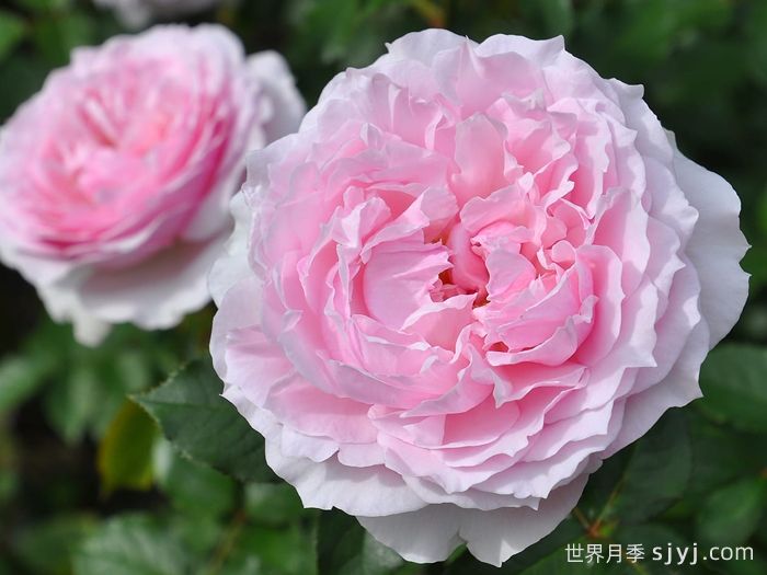 尤丽迪茜月季Euridice(图1)