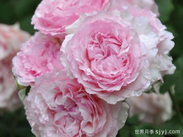 尤丽迪茜月季Euridice(图2)