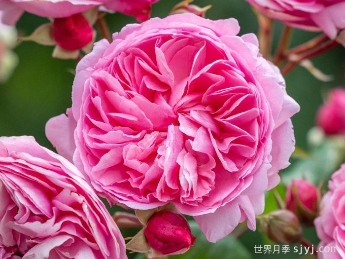 佩内洛普莱夫利月季/佩内洛普莱弗利Penelope Lively(图1)