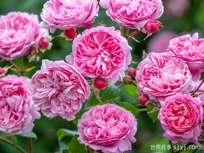 佩内洛普莱夫利月季/佩内洛普莱弗利Penelope Lively(图2)