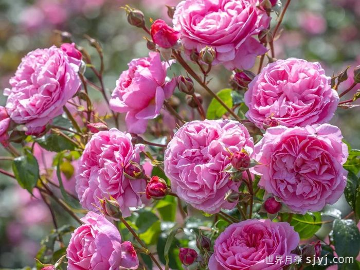 佩内洛普莱夫利月季/佩内洛普莱弗利Penelope Lively(图3)