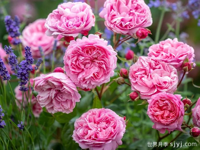 佩内洛普莱夫利月季/佩内洛普莱弗利Penelope Lively(图4)