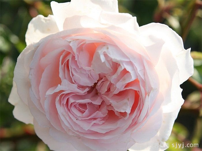 怦然心动月季/康斯坦茨莫扎特月季First Crush(图1) 怦然心动月季/康斯坦茨莫扎特月季First Crush(图1)