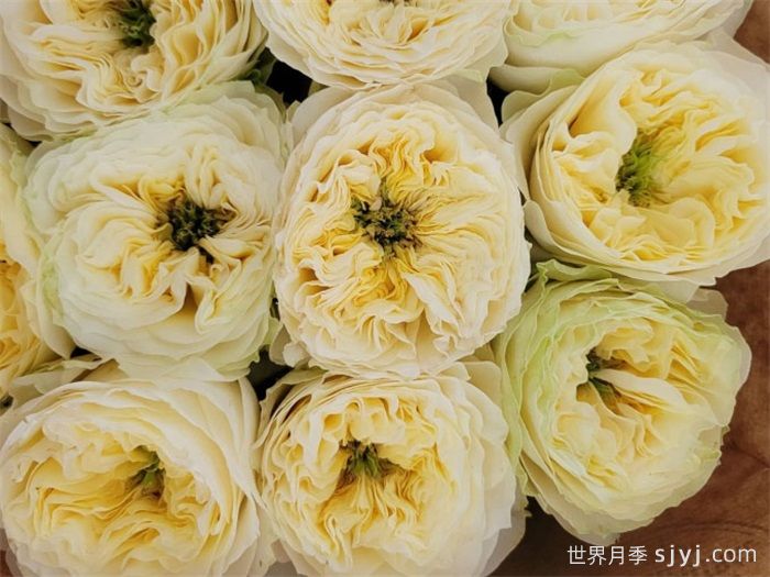 索尔斯伯里山月季Solsbury Hill(图1)