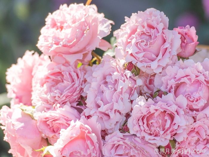 索菲罗莎月季/苏菲罗莎Sophie Rochas(图3)