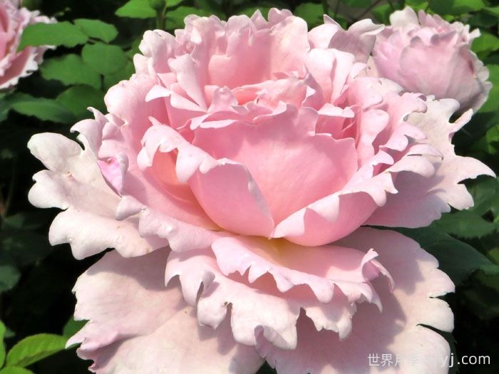 索菲罗莎月季/苏菲罗莎Sophie Rochas(图1)