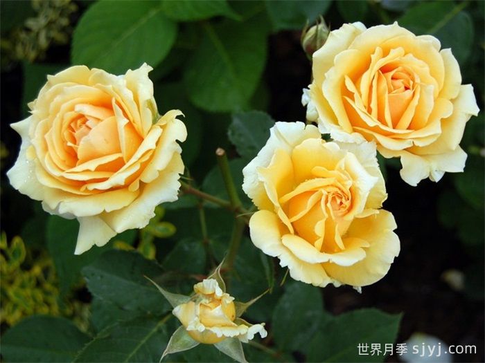 索菲亚文艺复兴月季/索菲亚重生Sophia Renaissance(图2)