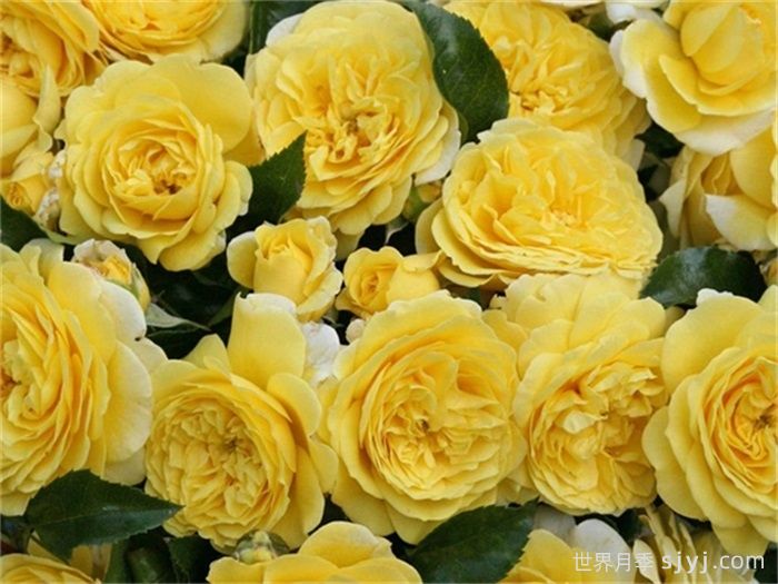 索莱罗月季(图3)