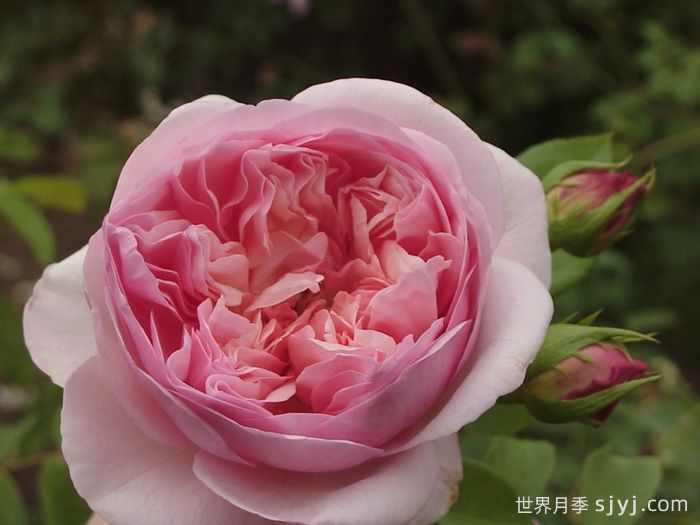 索尼亚里基尔月季Sonia Rykiel(图1)