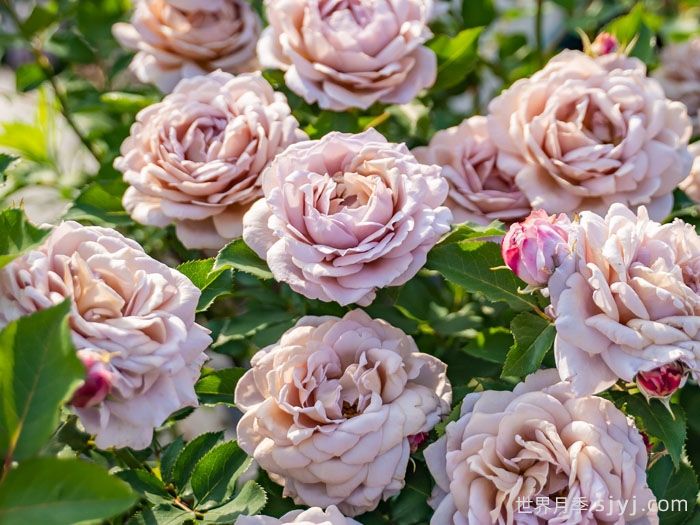 锁清秋月季(图2)