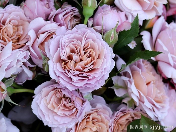 锁清秋月季(图3)