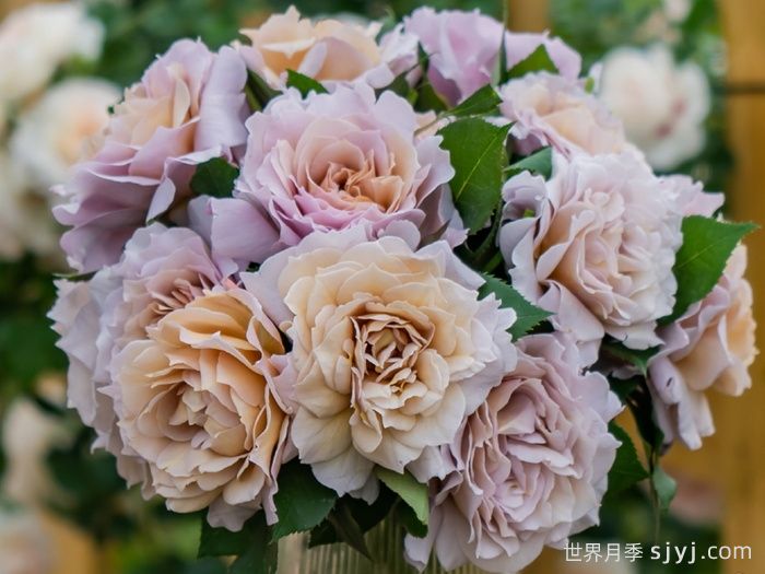 锁清秋月季(图4)