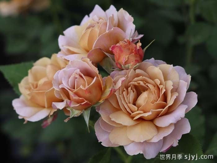 锁清秋月季(图5)