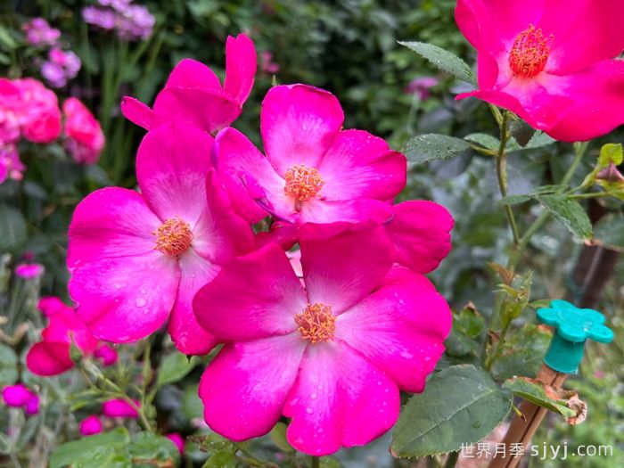 塔尔博特之家月季/塔伯特之家Talbot House(图2)