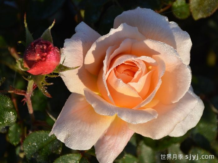 塔莫拉月季/变幻莫测月季Tamora(图2)