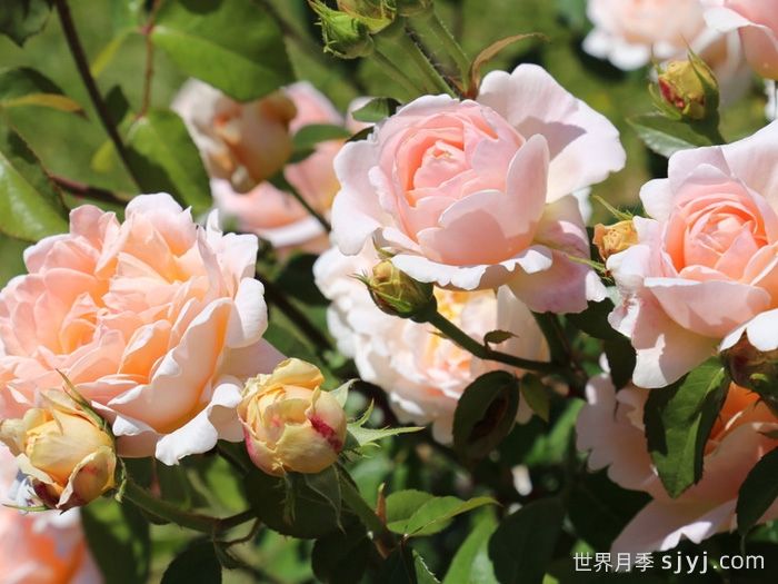 塔莫拉月季/变幻莫测月季Tamora(图3)