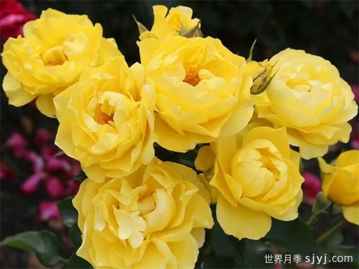 太阳来了月季Here Comes the Sun(图3)