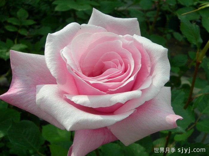 桃香月季/香桃月季Momoka(图1)