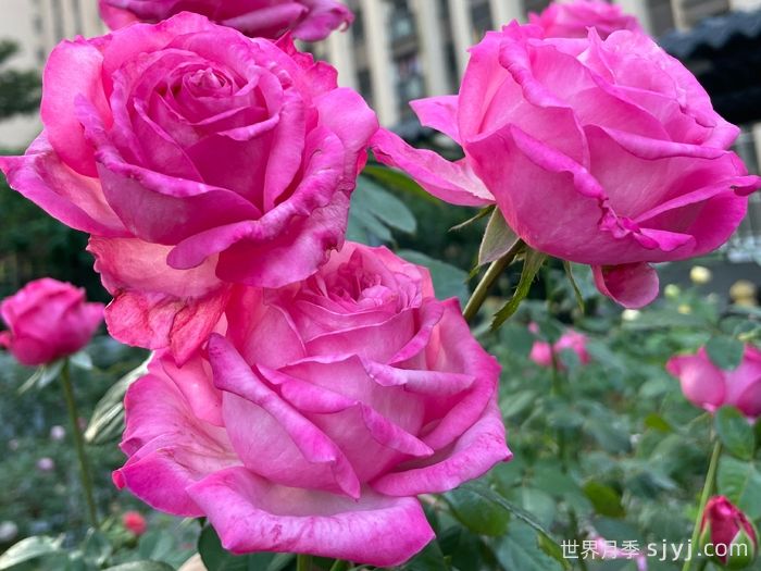 桃灼蓝天月季(图2)