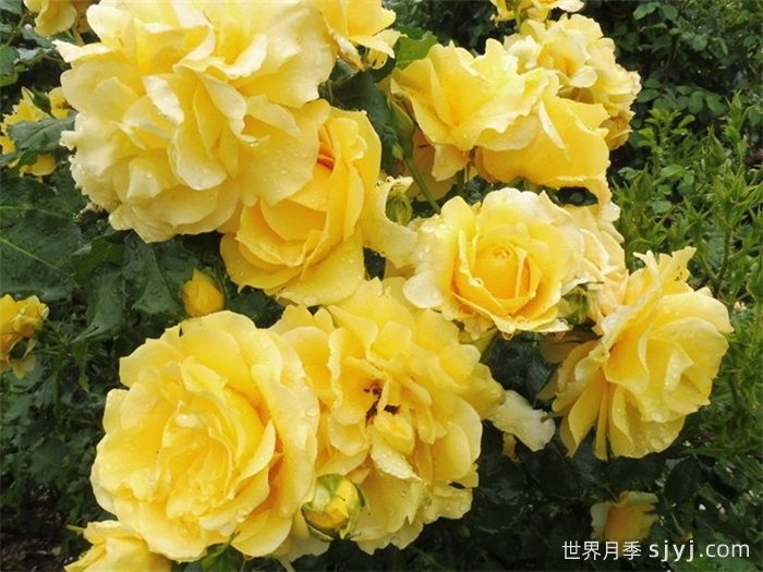 藤本金兔子月季Cl Gold Badge(图2)