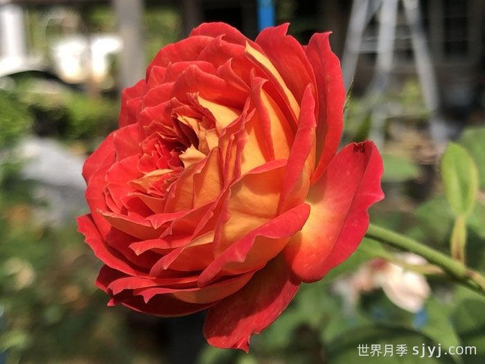 藤本浪漫宝贝月季/藤宝贝Baby Romantica(图1)