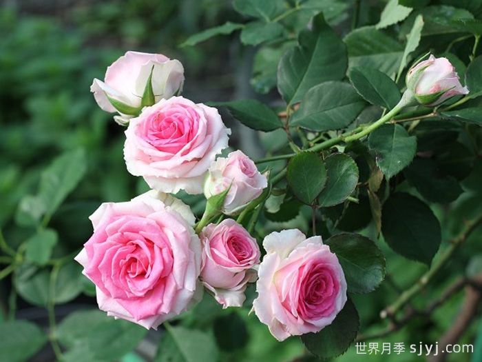 藤本小伊甸园/藤小伊月季Cl.Mimi Eden(图2)