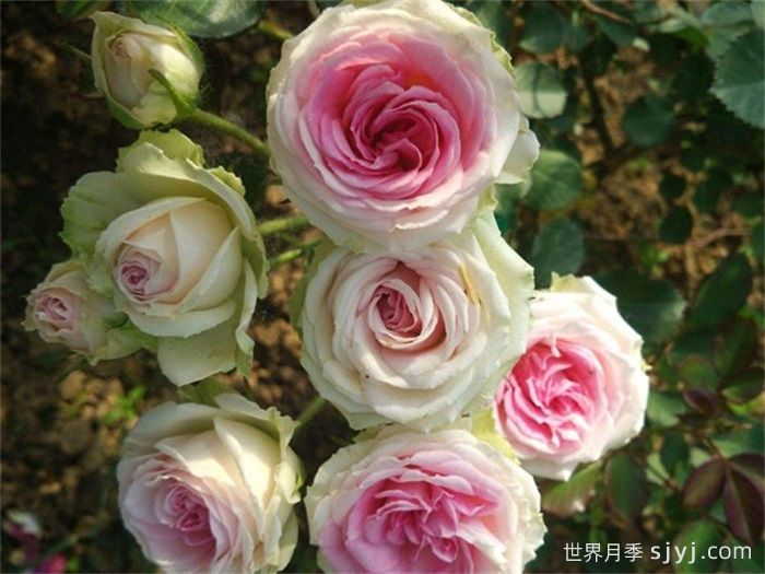 藤本小伊甸园/藤小伊月季Cl.Mimi Eden(图4)