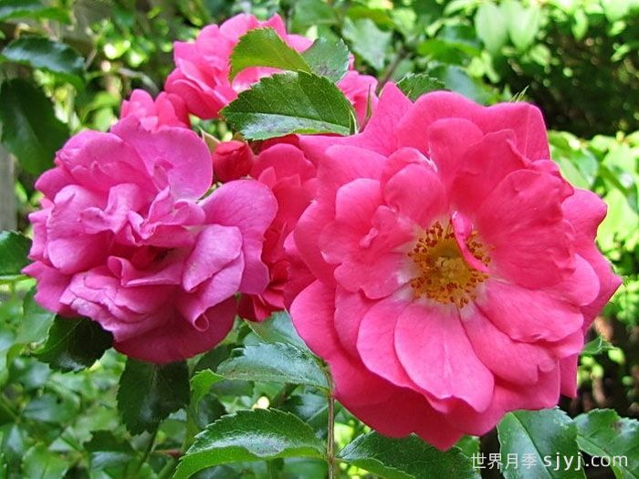 粉色地毯月季/海德的梦想/艾米拉/粉红花毯Flower Carpet Pink(图1)