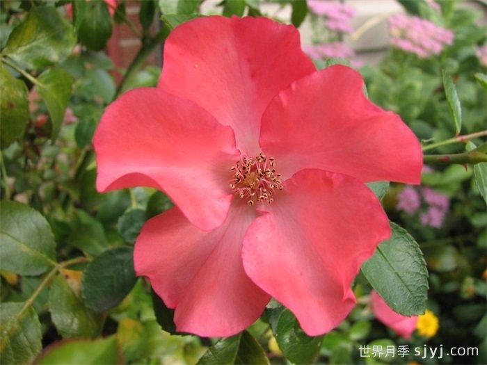 珊瑚地毯月季Flower Carpet Coral(图1)