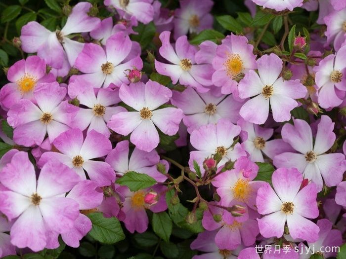 香氛地毯月季/奥索易香水地毯Scented Carpet(图1)