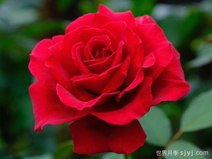 天鹅绒香水月季/丝绒香水Velvet Fragrance(图2)