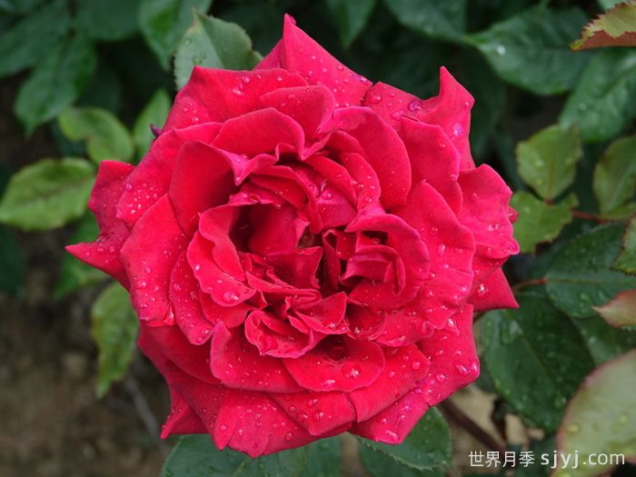 天鹅绒香水月季/丝绒香水Velvet Fragrance(图1)