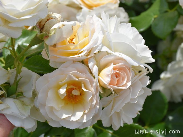 天狼星月季/马丁路德玫瑰Sirius(图1)